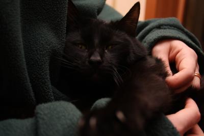 Плавленый кот