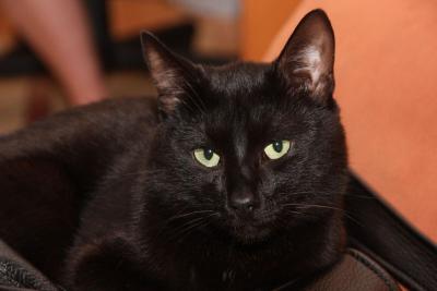 Ведьмин кот